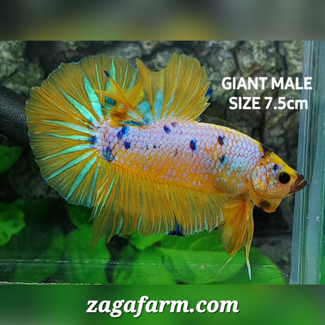 Yellow Fancy JUMBO GIANT HMPK Male