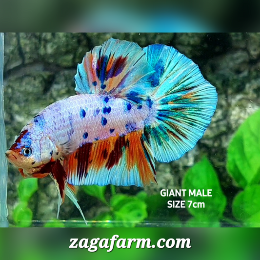 Multicolor Candy Metalic Skyblue JUMBO GIANT HMPK Male