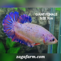 Pink Purple Fancy JUMBO GIANT HMPK Female