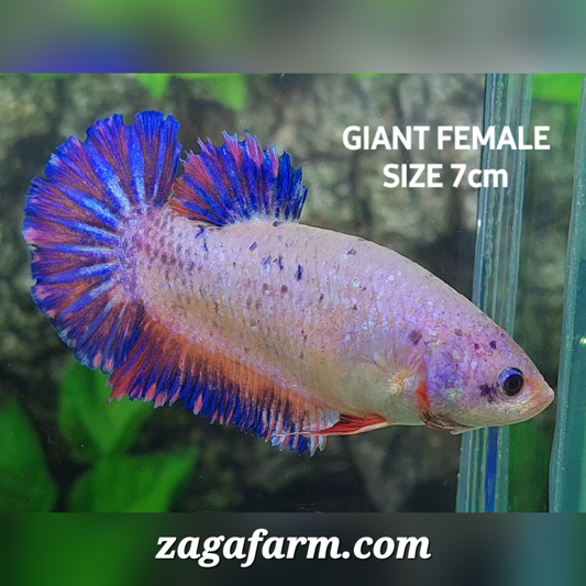 Pink Purple Fancy JUMBO GIANT HMPK Female