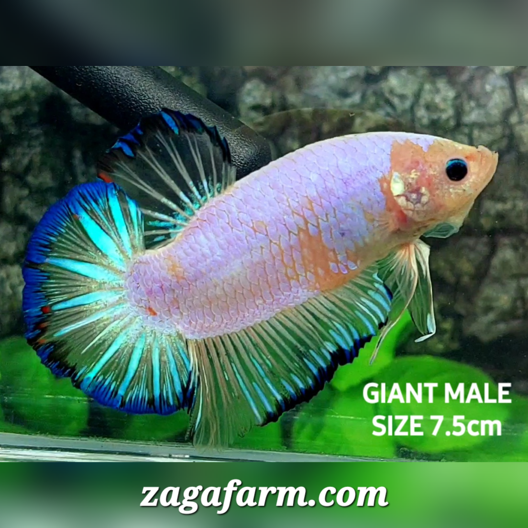 Monkey Face Pink Fancy Butterfly Startail JUMBO GIANT HMPK Male