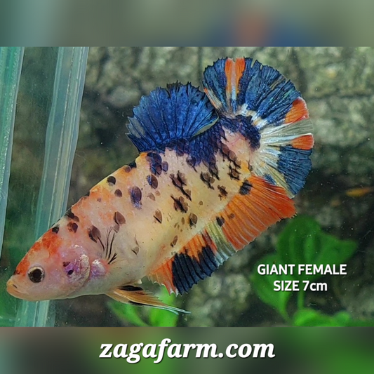 Multicolor Candy Tiger JUMBO GIANT HMPK Female