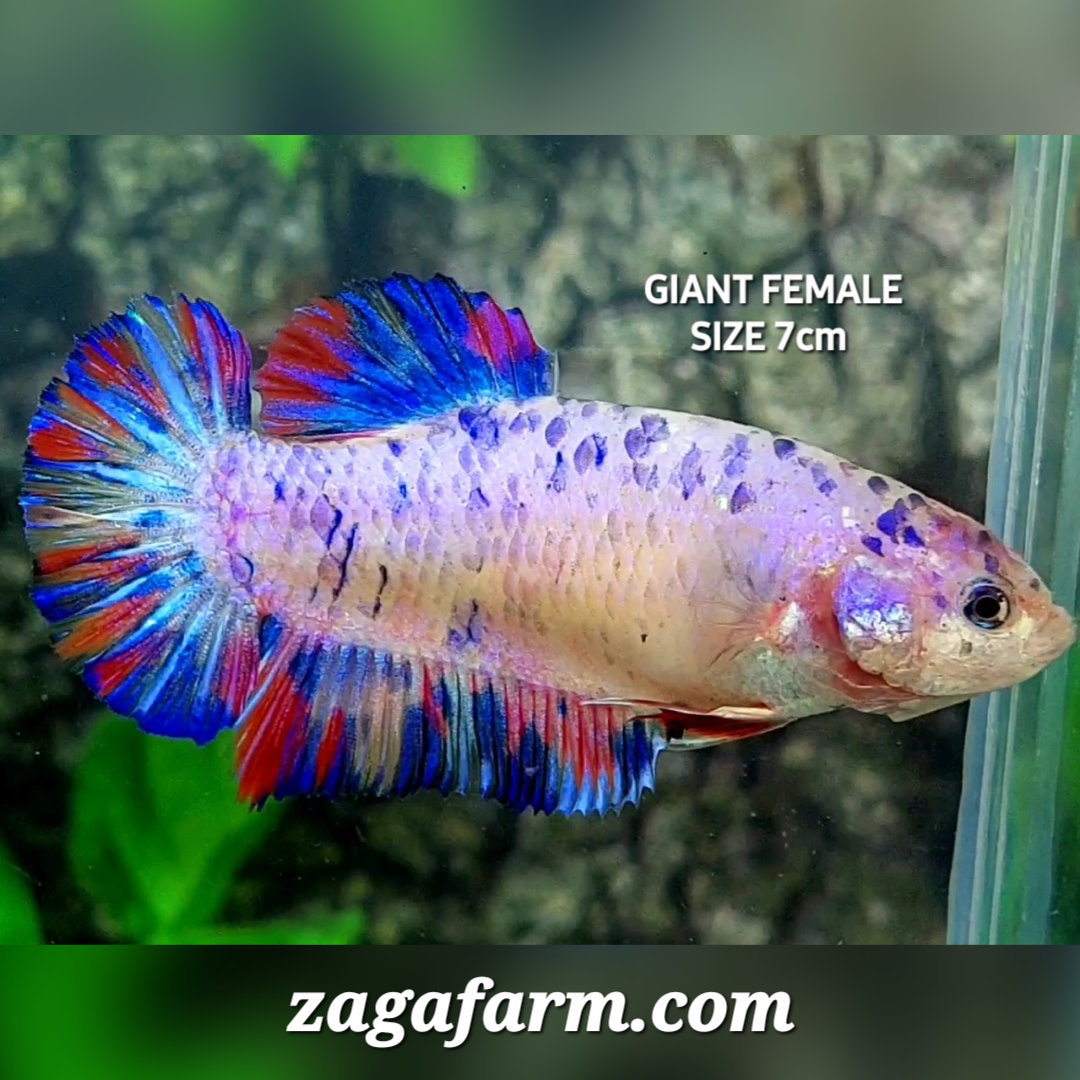 Multicolor Pink Purple Candy JUMBO GIANT HMPK Female