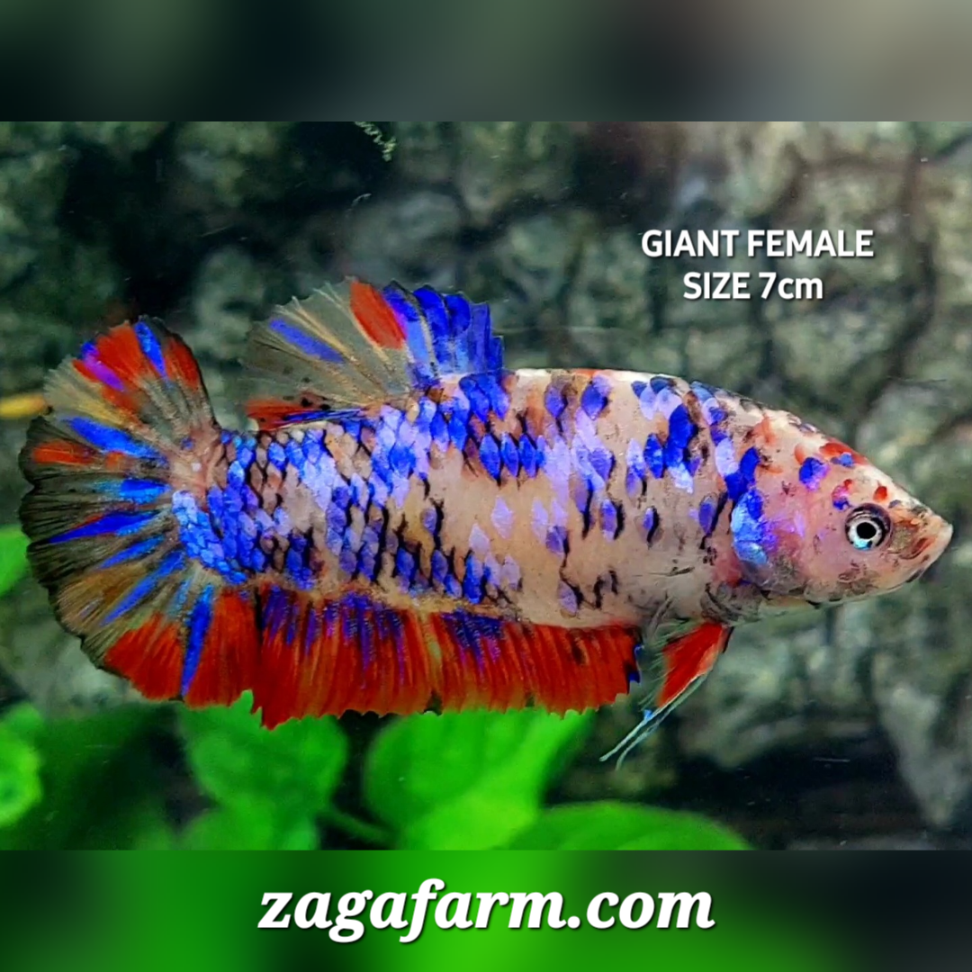 Multicolor Galaxy JUMBO GIANT HMPK Female