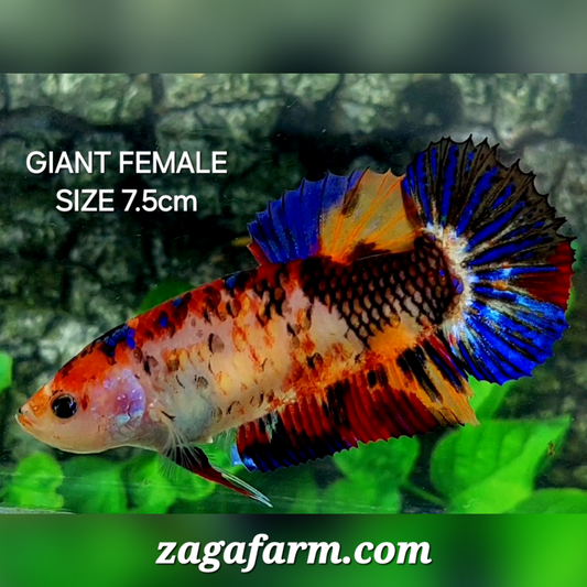 Multicolor Koi Tiger JUMBO GIANT HMPK Female