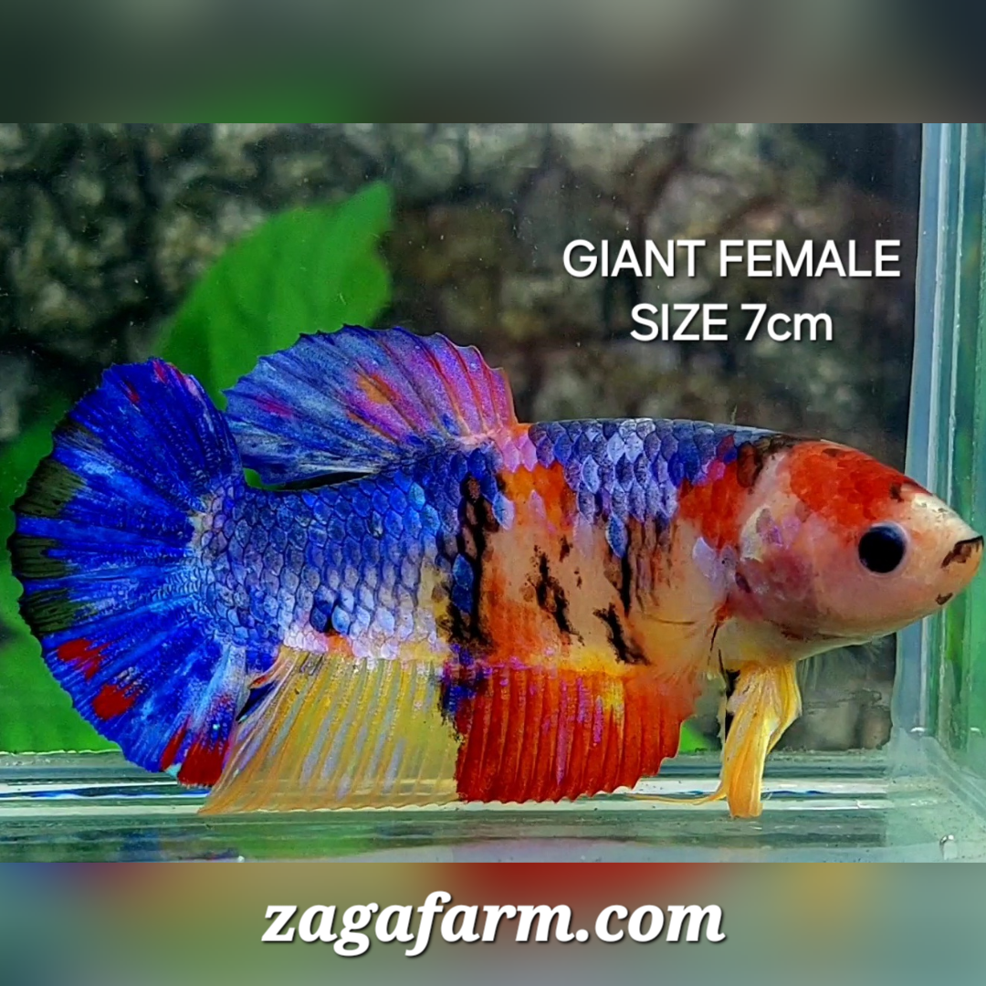 Multicolor Candy Galaxy JUMBO GIANT HMPK Female