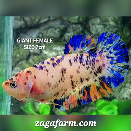 Fancy Dalmation JUMBO GIANT HMPK Female