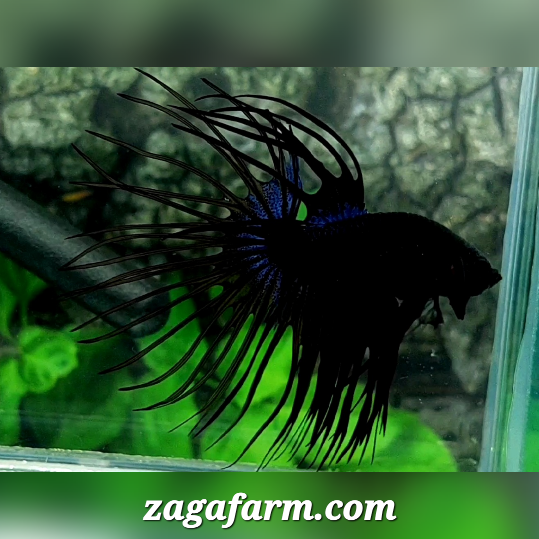 Jumbo Black Orchid Crowntail Male