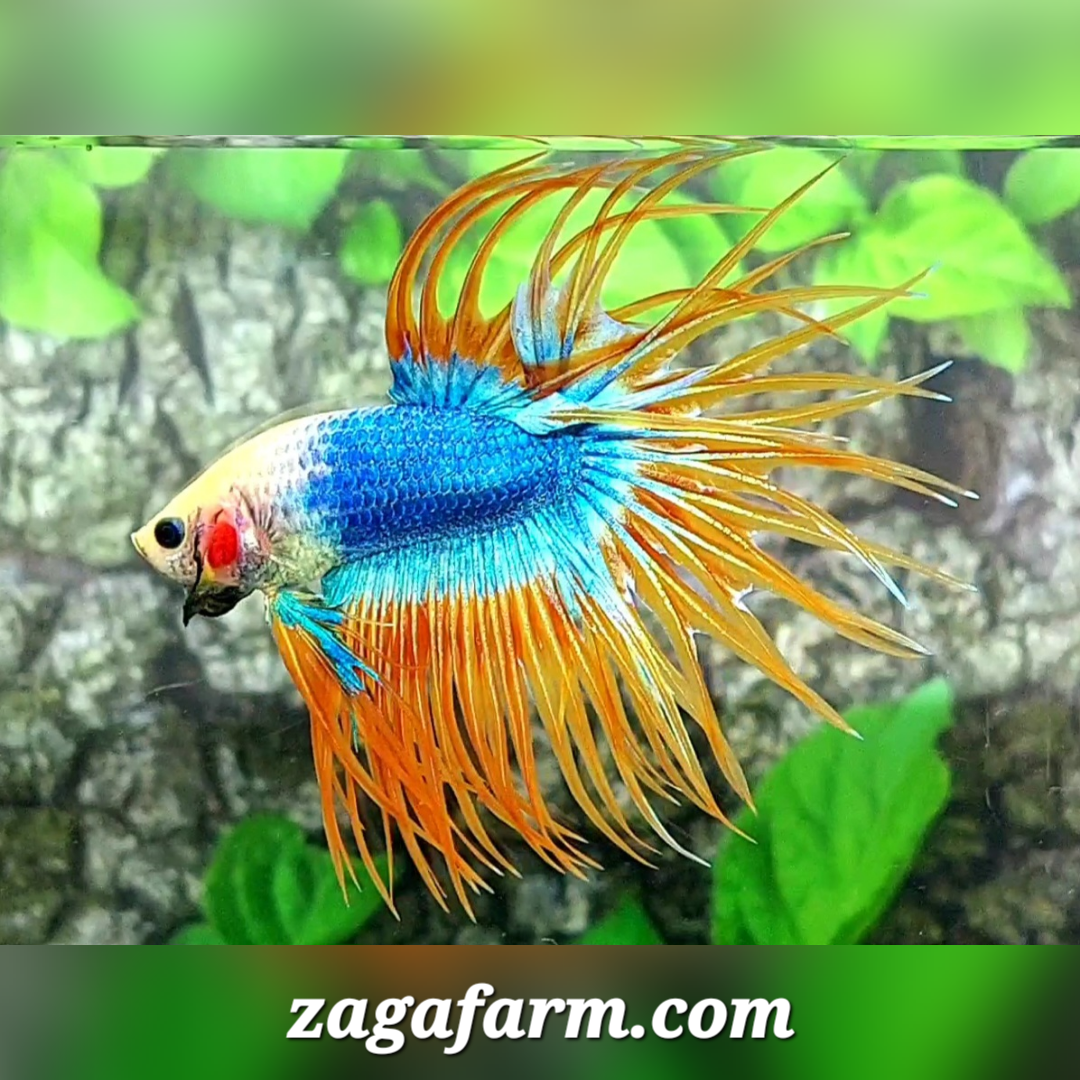 Jumbo Yellow Mascot Crossray Crowntail Male