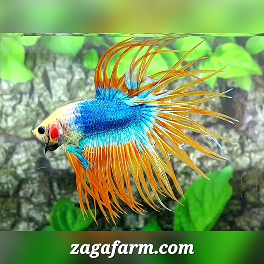 Jumbo Yellow Mascot Crossray Crowntail Male