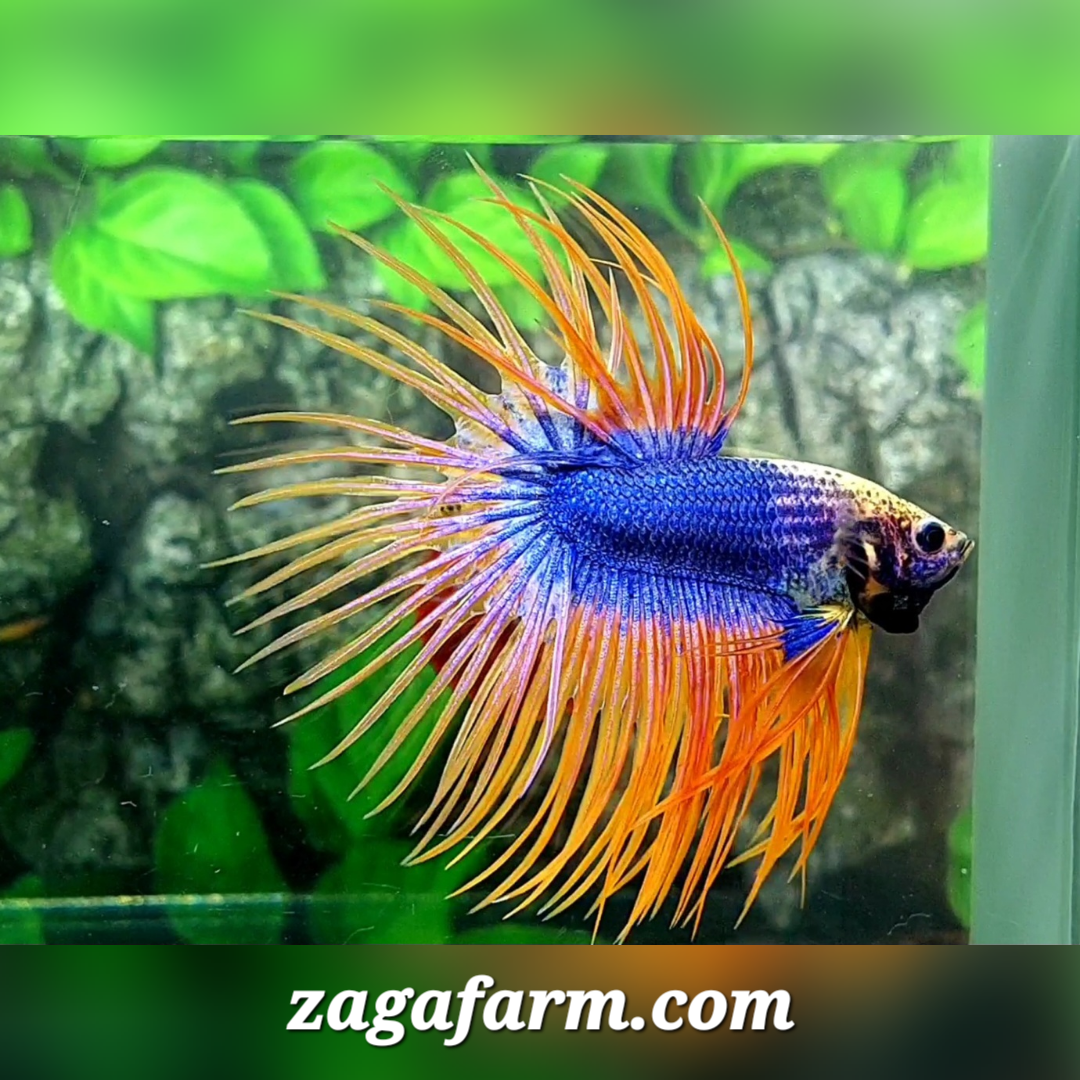 Jumbo Orange Mascot Crowntail Male