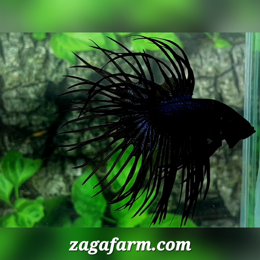 Jumbo Black Orchid Crowntail Male