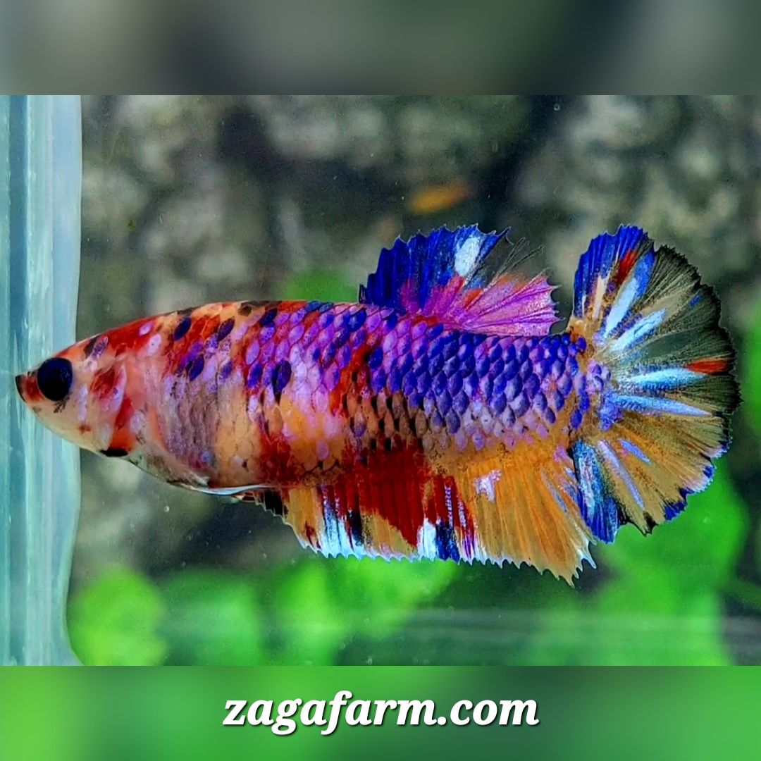 Multicolor Candy Galaxy HMPK Female For Sorority / Breed