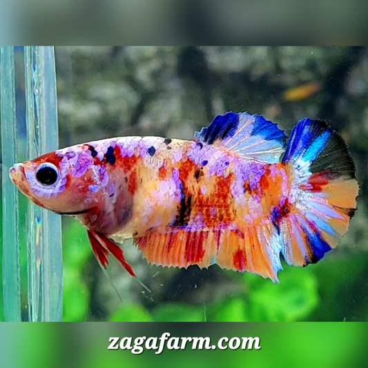 Multicolor Candy Galaxy HMPK Female For Sorority / Breed