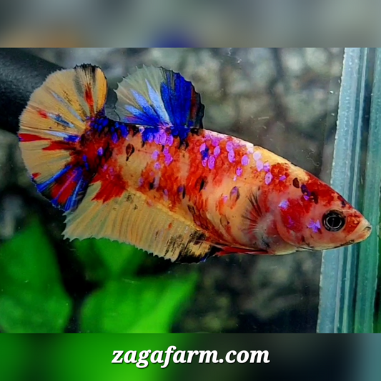 Multicolor Leopard Galaxy HMPK Female For Sorority / Breed