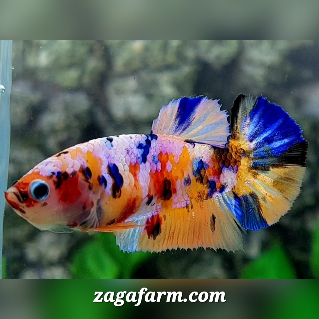 Multicolor Candy Galaxy HMPK Female For Sorority / Breed