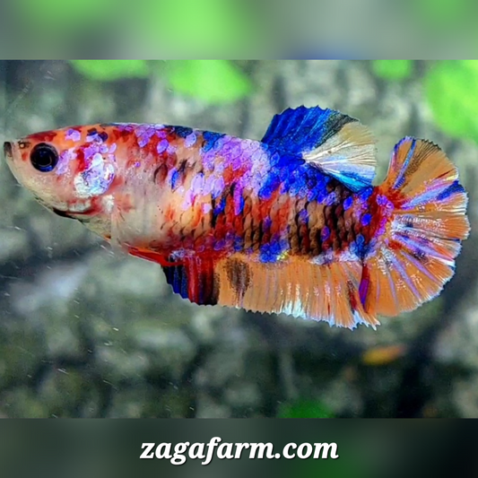 Multicolor Candy Galaxy HMPK Female For Sorority / Breed