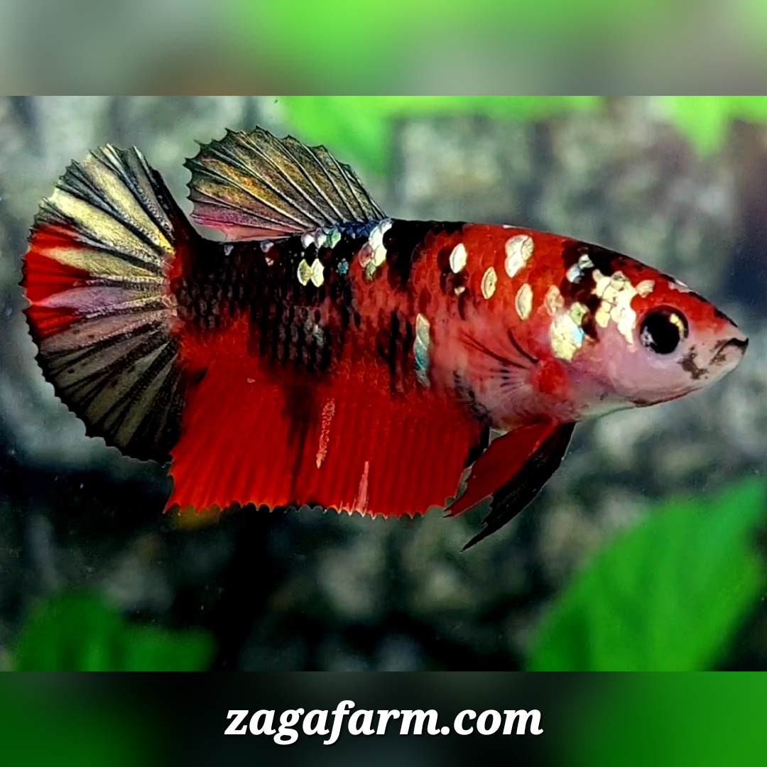 Red Tiger Copper Gold Galaxy HMPK Female For Sorority / Breed