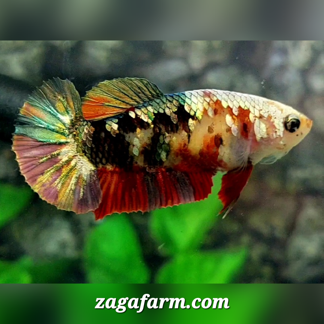 Koi Copper Purple Gold Galaxy HMPK Female For Sorority / Breed