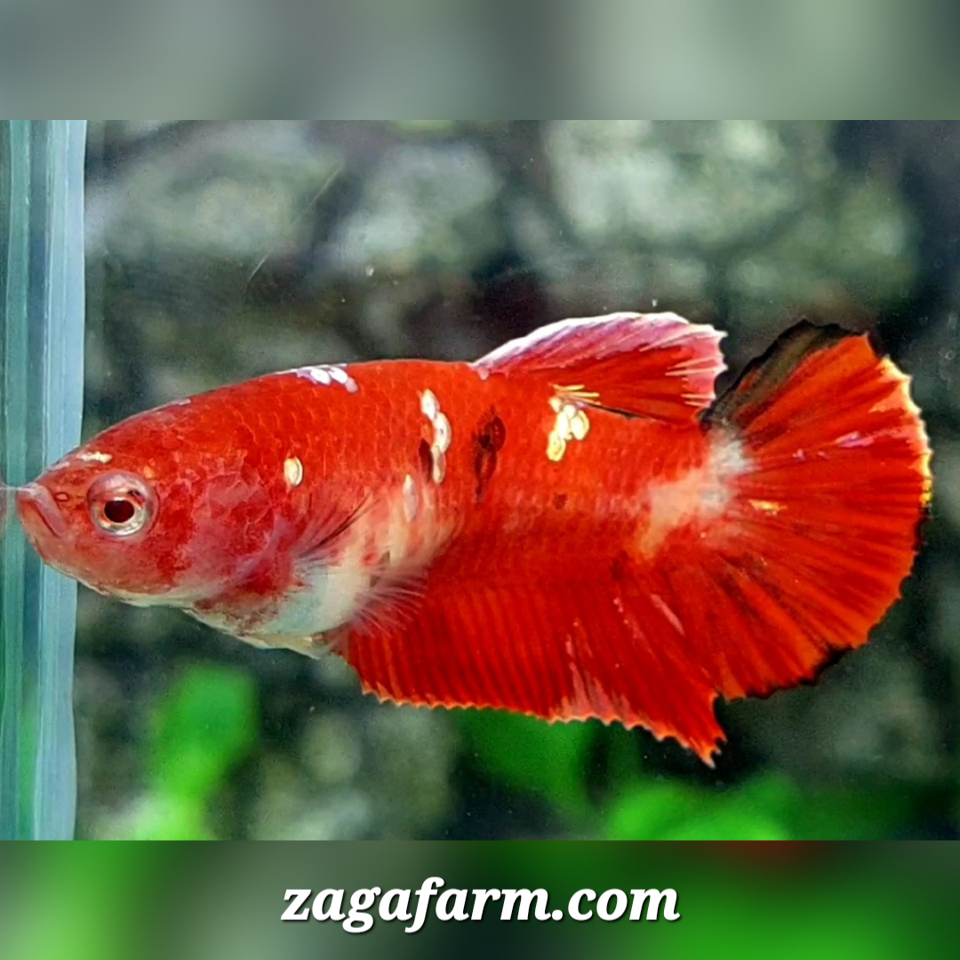 Red Koi Gold Galaxy HMPK Female For Sorority / Breed