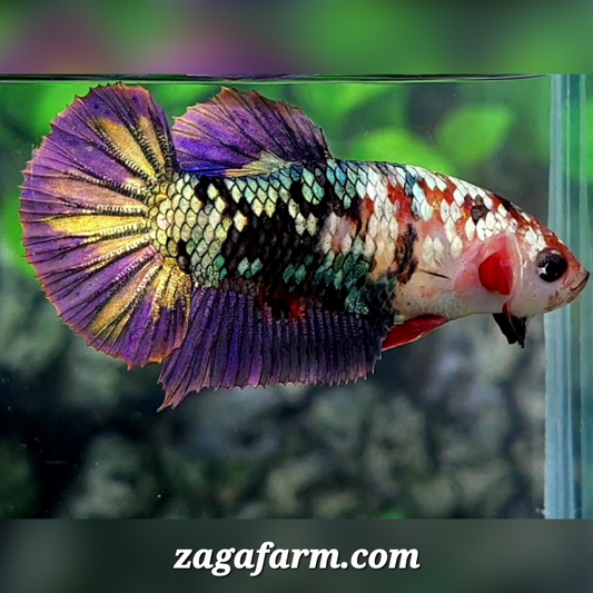 Koi Purple Copper Galaxy HMPK Female For Sorority / Breed