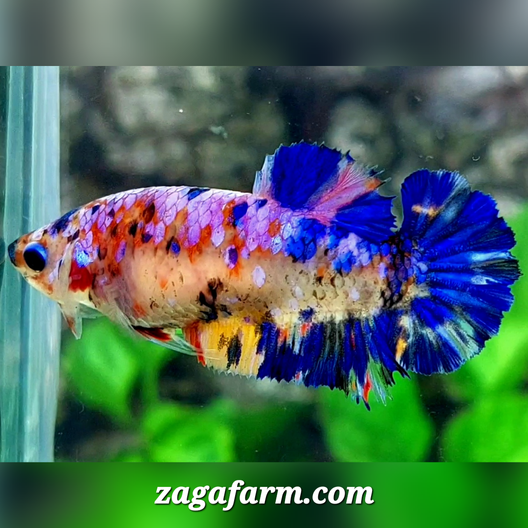 Multicolor Candy Galaxy HMPK Female For Sorority / Breed