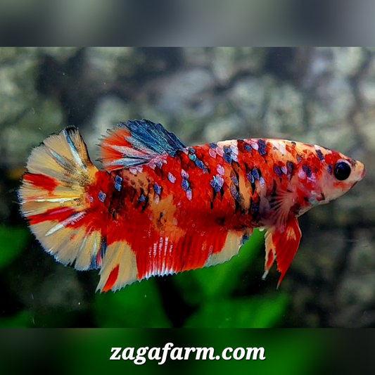 Leopard Tiger Galaxy HMPK Female For Sorority / Breed