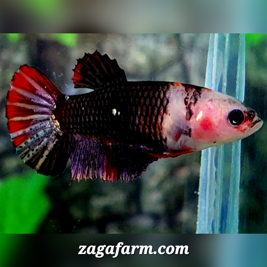 Black Purple Copper Koi HMPK Female For Sorority / Breed