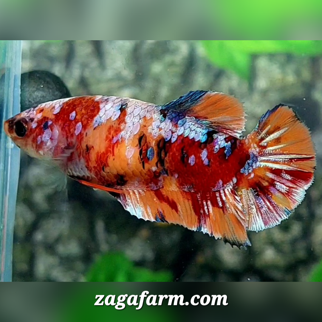 Multicolor Galaxy HMPK Female For Sorority / Breed