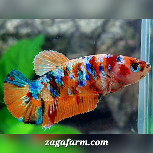 Multicolor Galaxy HMPK Female For Sorority / Breed