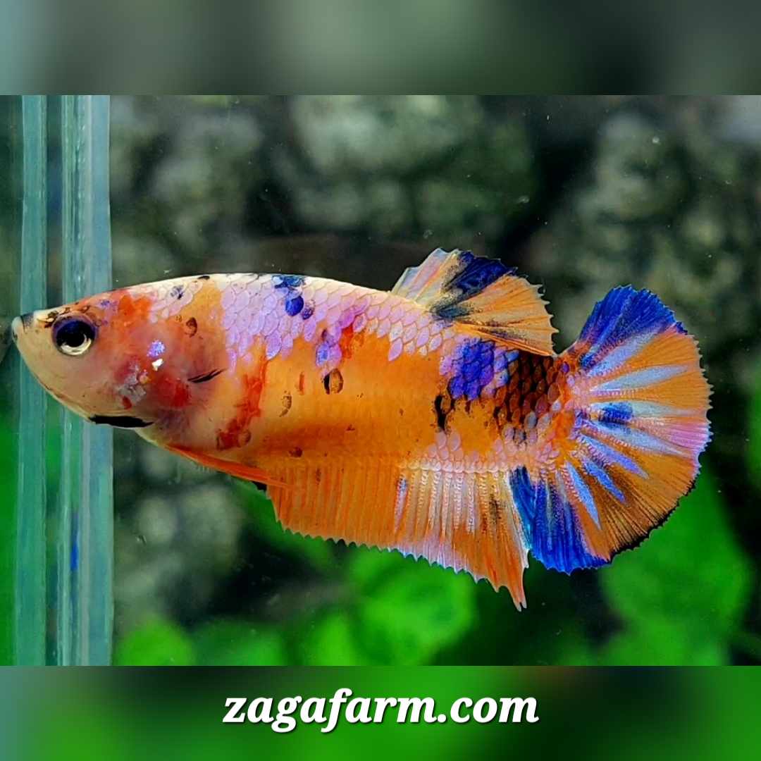 Multicolor Orange Candy Galaxy HMPK Female For Sorority / Breed