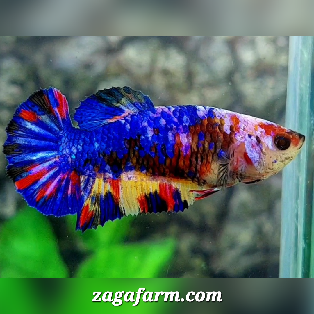 Multicolor Galaxy HMPK Female For Sorority / Breed