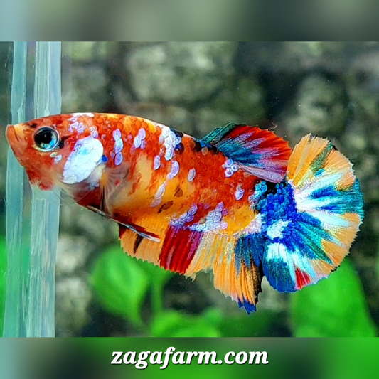 Multicolor Galaxy HMPK Female For Sorority / Breed