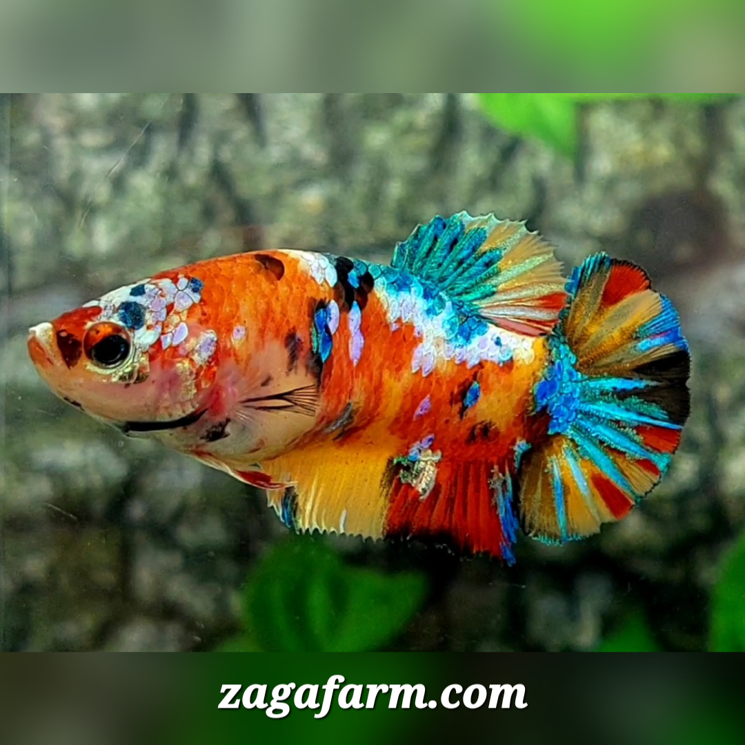 Multicolor Galaxy HMPK Female For Sorority / Breed