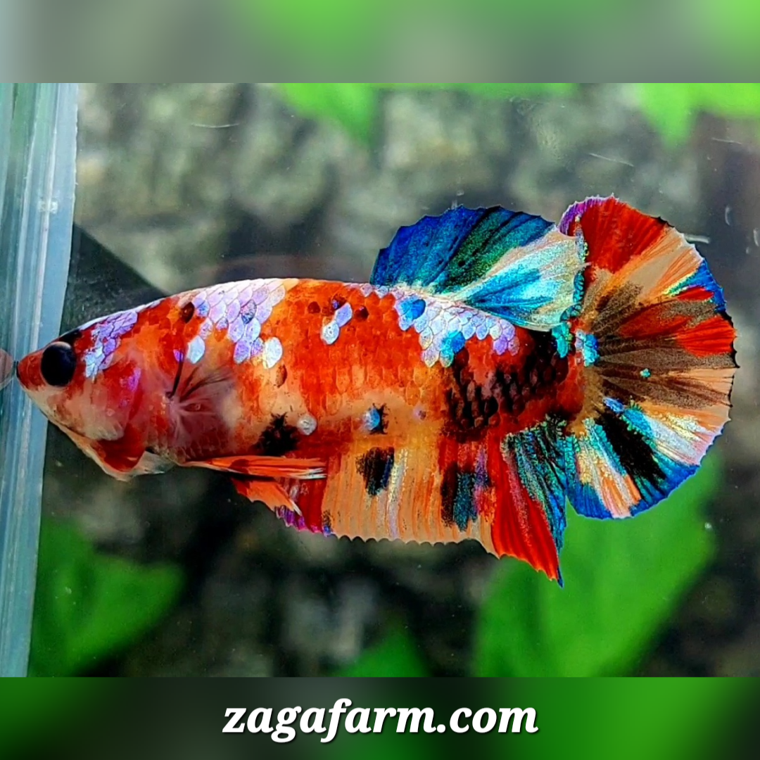 Multicolor Galaxy HMPK Female For Sorority / Breed