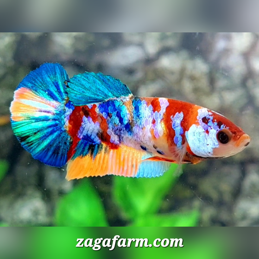 Multicolor Galaxy HMPK Female For Sorority / Breed