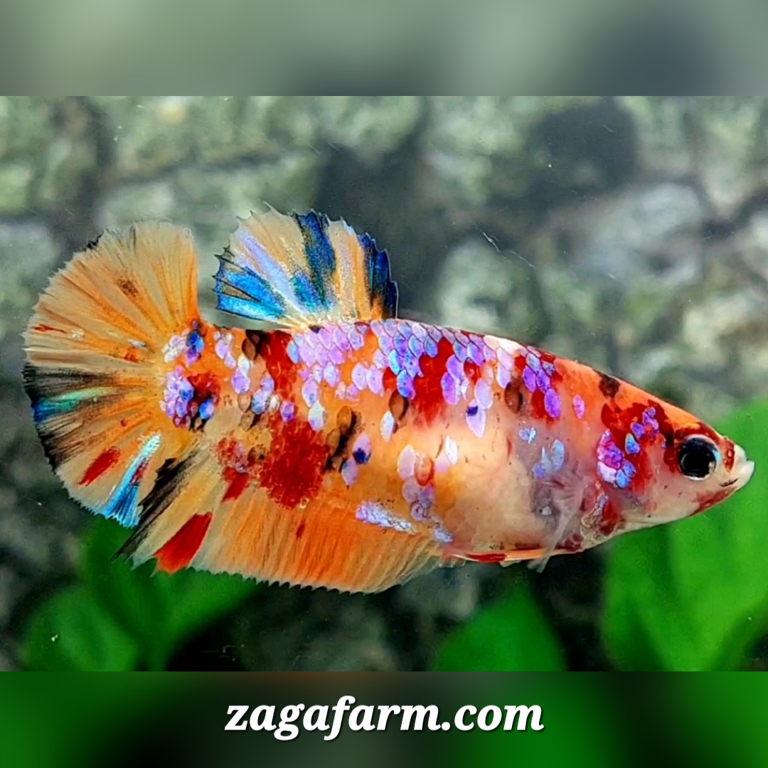 Multicolor Candy Galaxy HMPK Female For Sorority / Breed