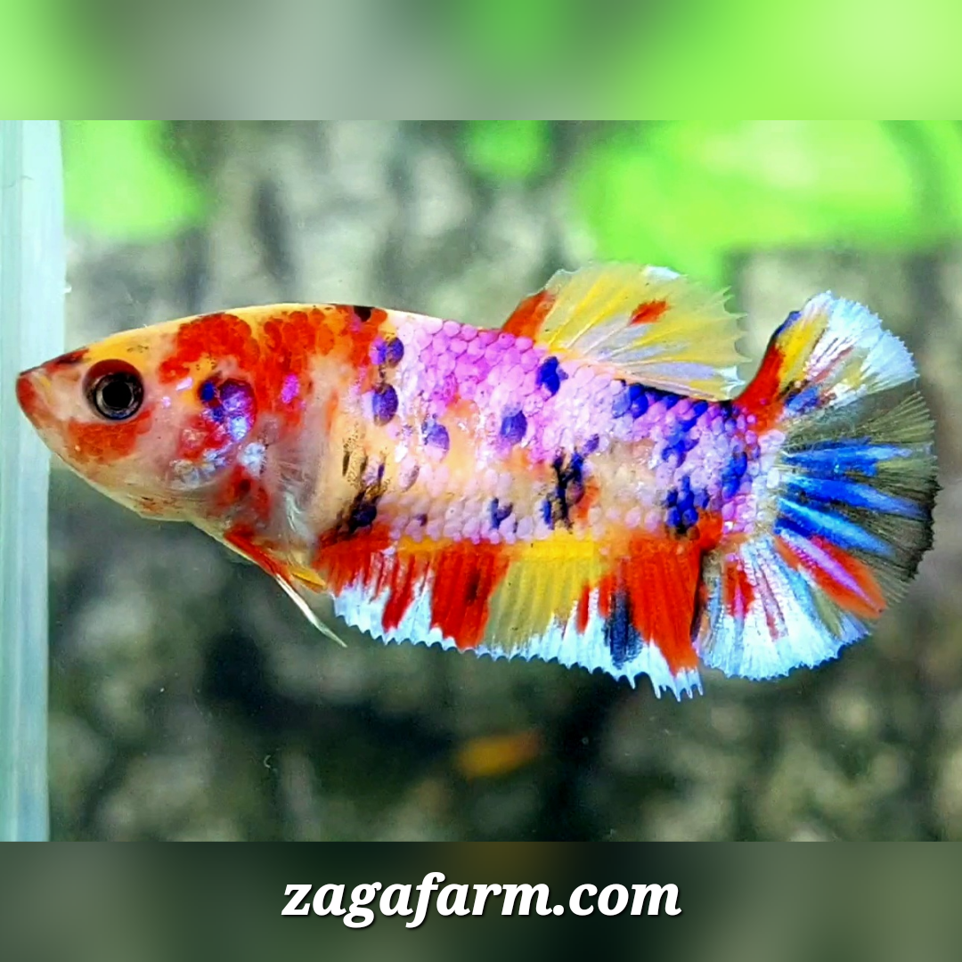 Multicolor Candy HMPK Female For Sorority / Breed