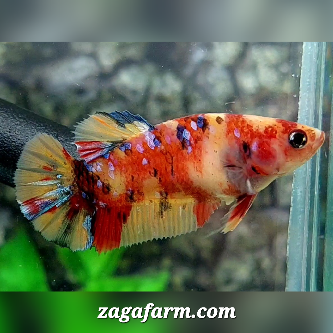 Multicolor Leopard Galaxy HMPK Female For Sorority / Breed