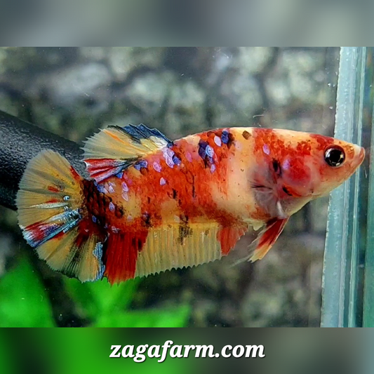 Multicolor Leopard Galaxy HMPK Female For Sorority / Breed