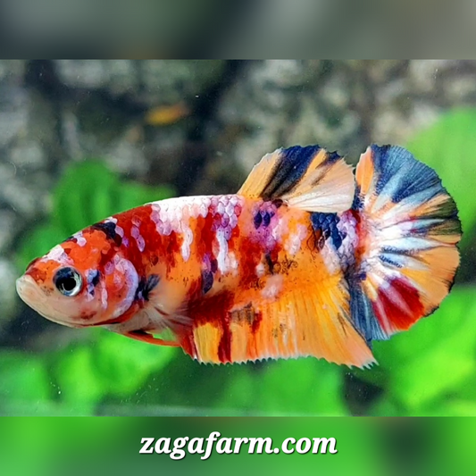 Multicolor Candy Galaxy HMPK Female For Sorority / Breed