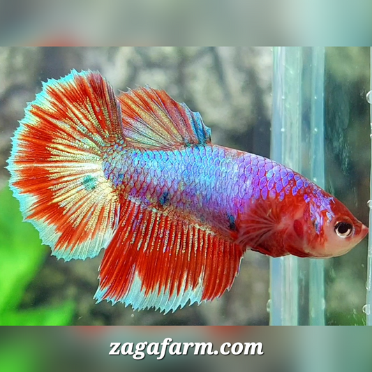 Multicolor Purple Fancy Halfmoon Female For Sorority / Breed