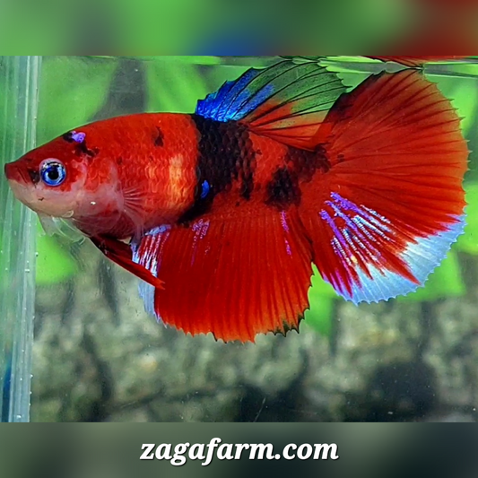 Red Koi Tiger Halfmoon Female For Sorority / Breed