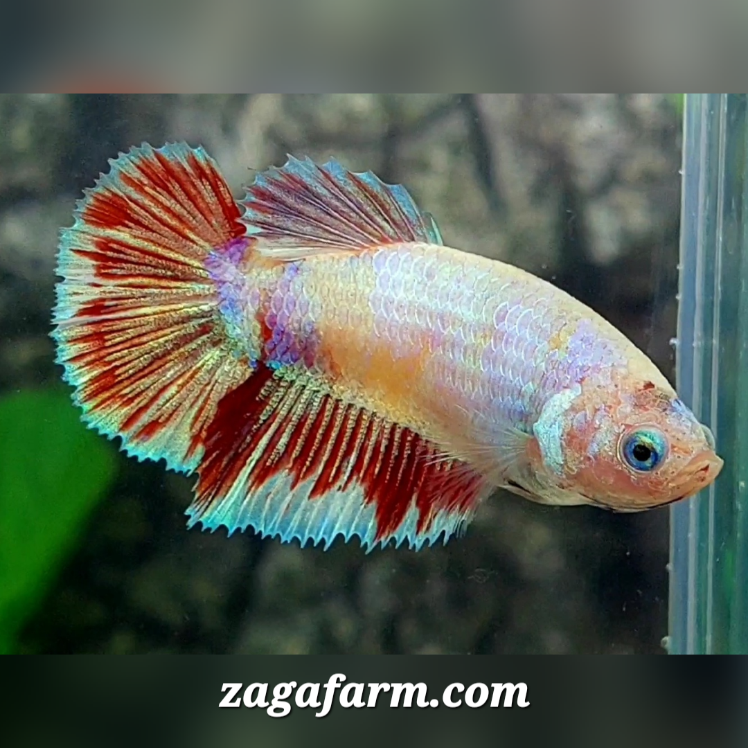 Multicolor Candy Gold Halfmoon Female For Sorority / Breed