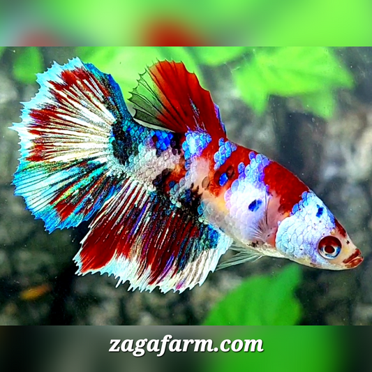 Multicolor Galaxy Halfmoon Female For Sorority / Breed