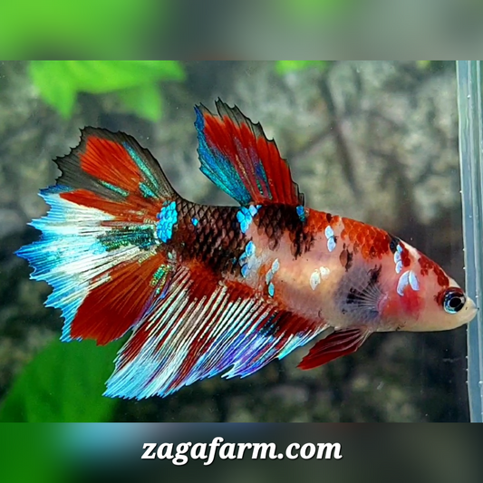 Koi Galaxy Sun Tail Halfmoon Female For Sorority / Breed