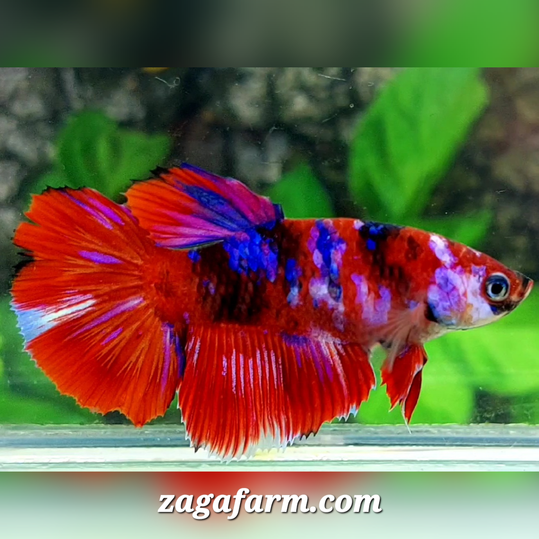 Multicolor Red Tiger Purple Galaxy Halfmoon Female For Sorority / Breed