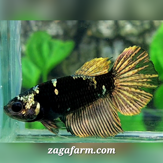 Avatar Copper Gold Halfmoon Female For Sorority / Breed