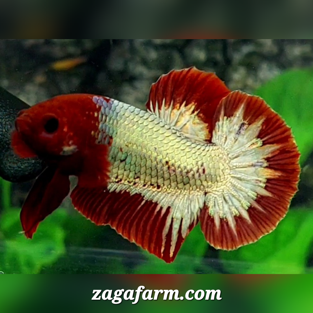 Red Head Fancy Copper HMPK Male