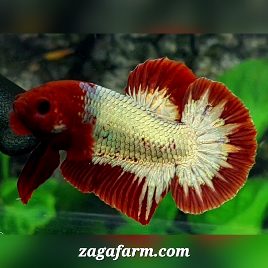 Red Head Fancy Copper HMPK Male